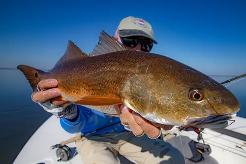 mosquito lagoon redfish on fly